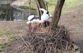 większy obrazek nr 1