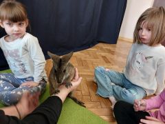 ilustracja do wpisu 
Wizyta kangura w przedszkolu